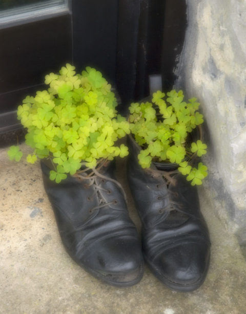 shamrocks in old shoes ireland