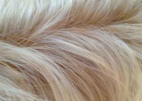 texture dog fur cairn terrier