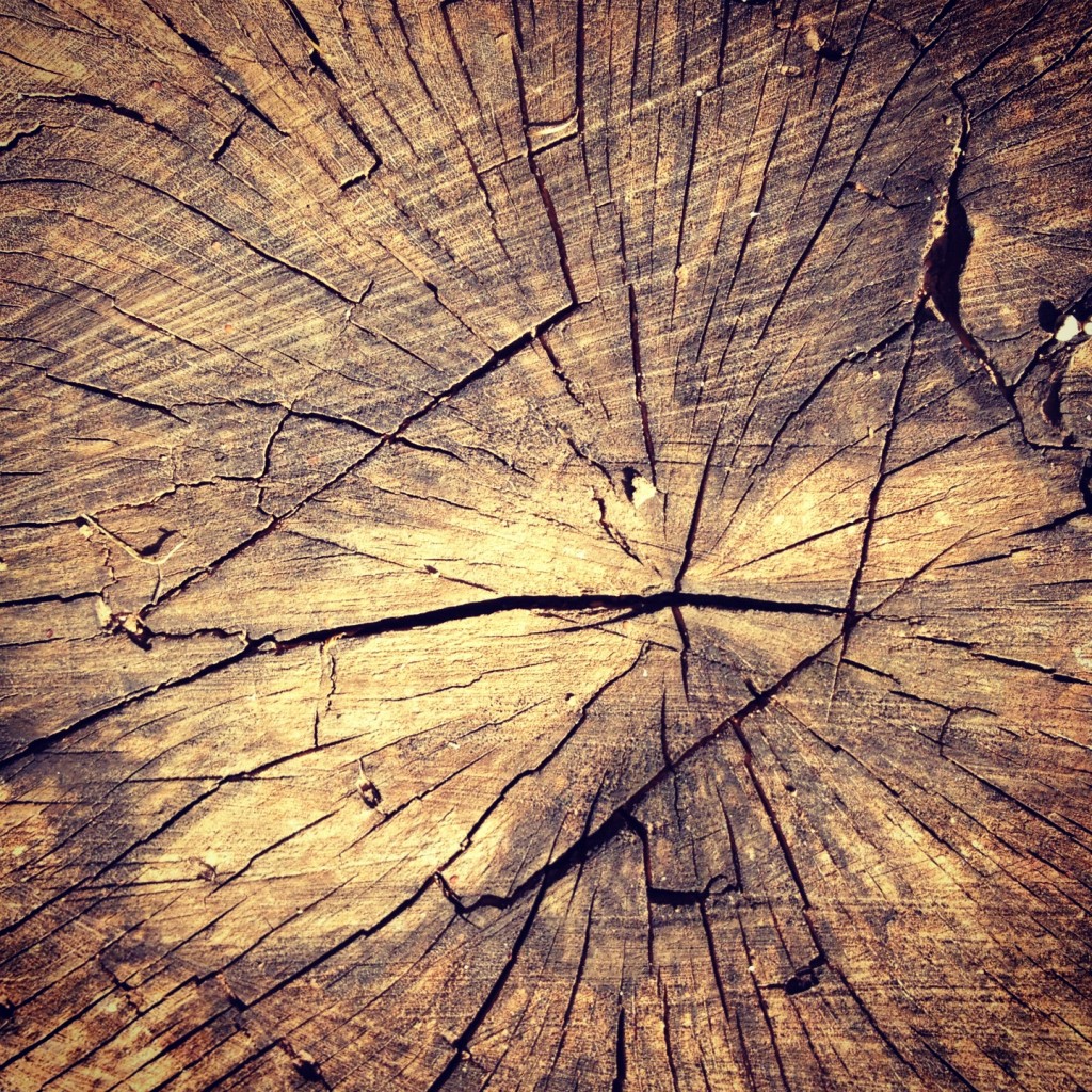 tree stump lines