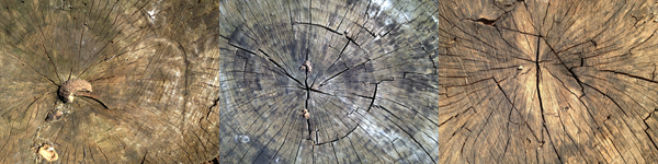 tree stump triptych