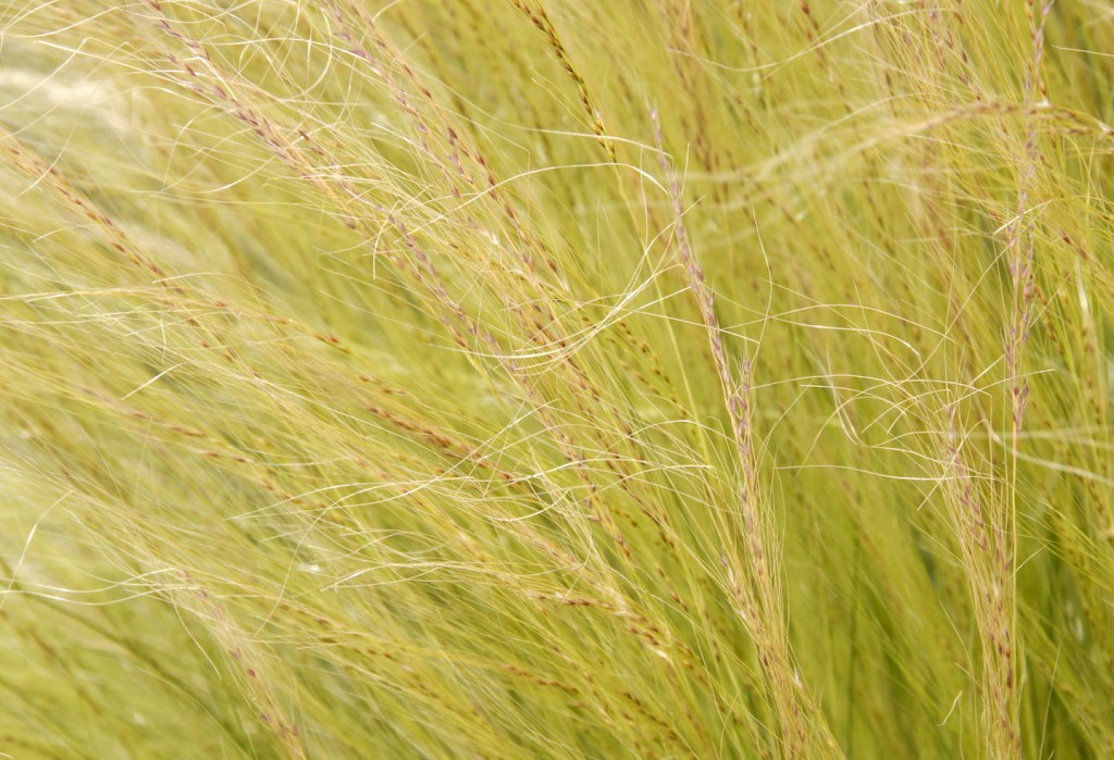 green grasses texture