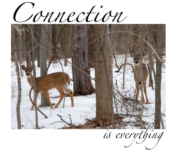 connection with deer in winter