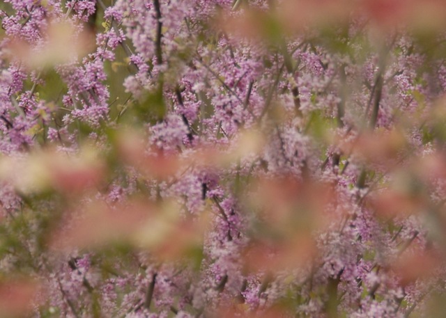 pink flowers