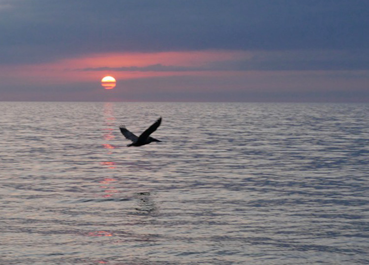 flying bird at sunset