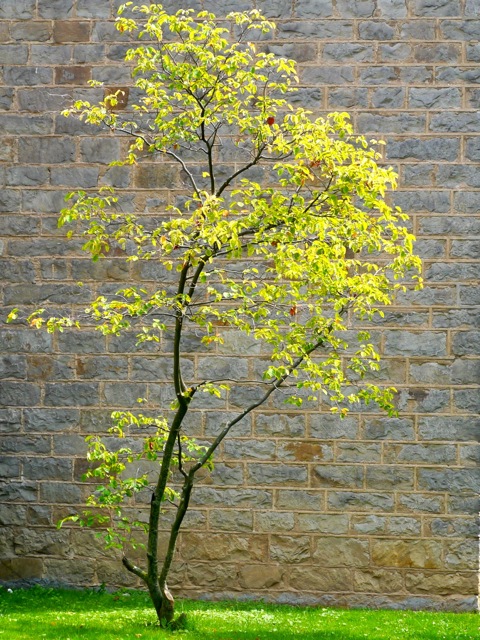 tree growth