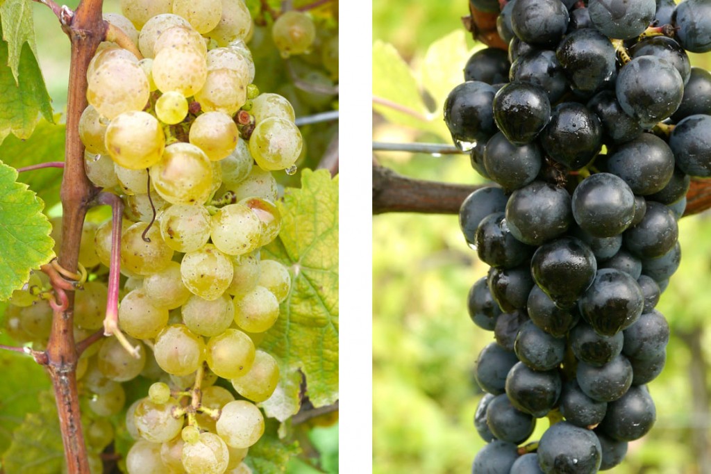 The Grape Harvest