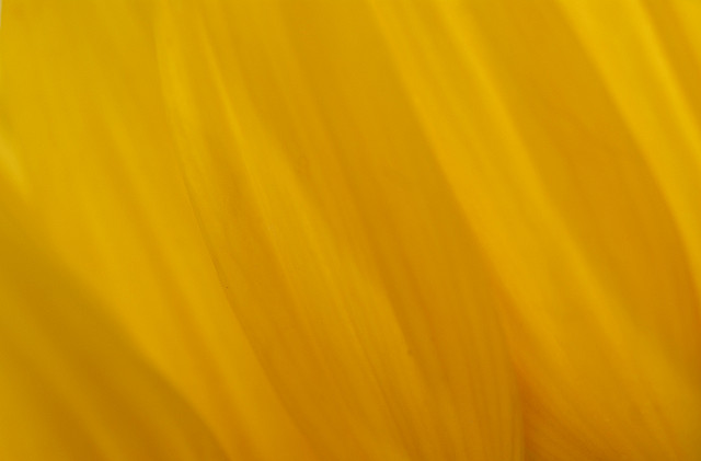 Yellow, abstract