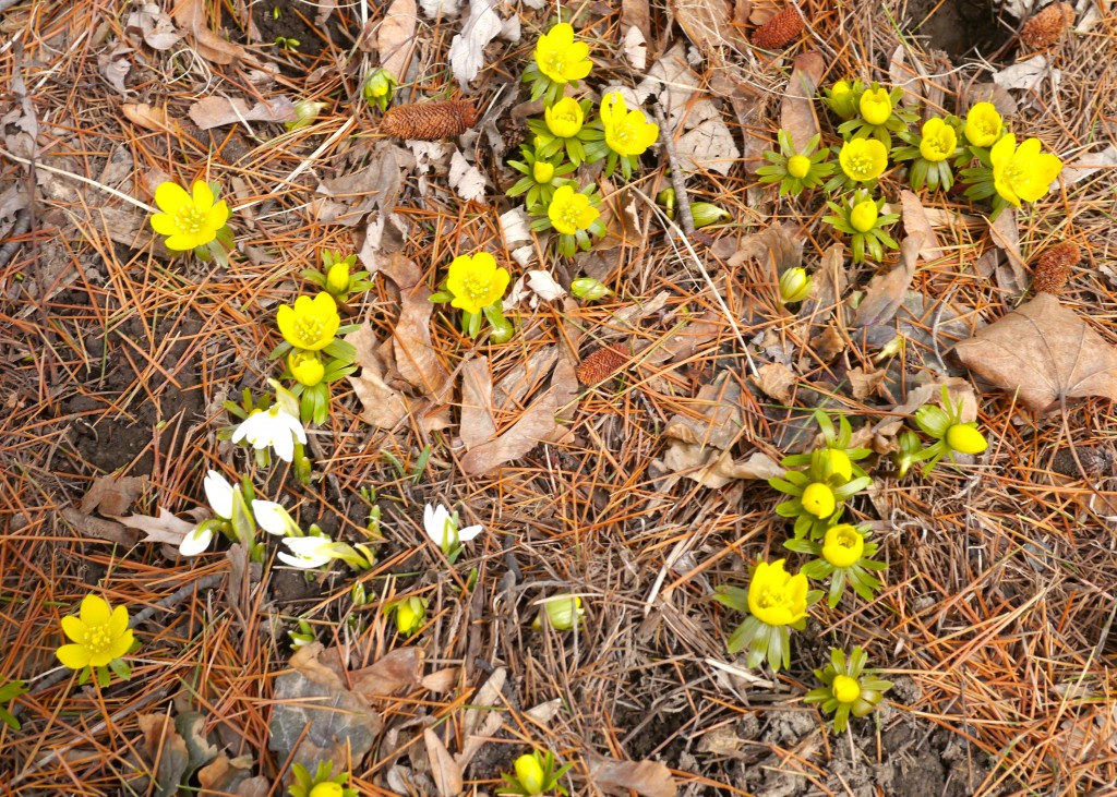 Sign of Spring