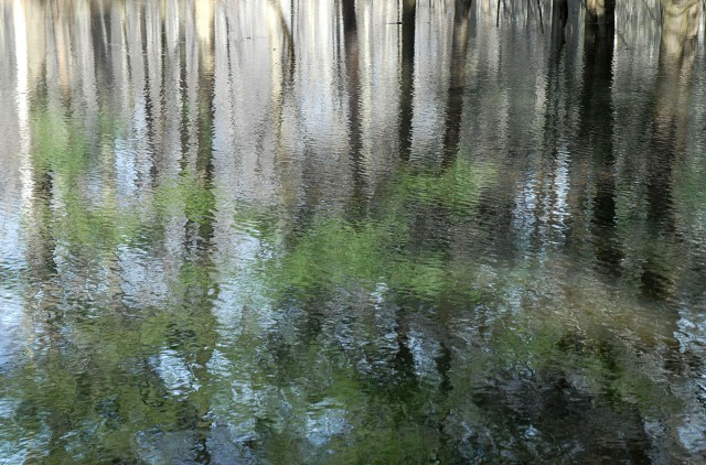 TreeReflections