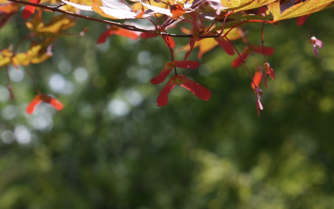 A Mindfulness Exercise for your Photo Walks